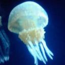 ごころっこ@中部