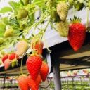 チョコ好き母@羽島