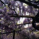 チョコ好き母@羽島