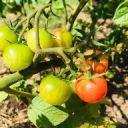 チョコ好き母@羽島