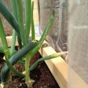 さんちゃんのママ