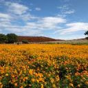 ザリガニくん♪