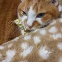 ココア@岐阜羽島