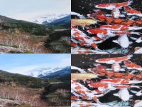 店頭プリントサービスとフォトサービスの比較検討。事情によりＬサイズのみ