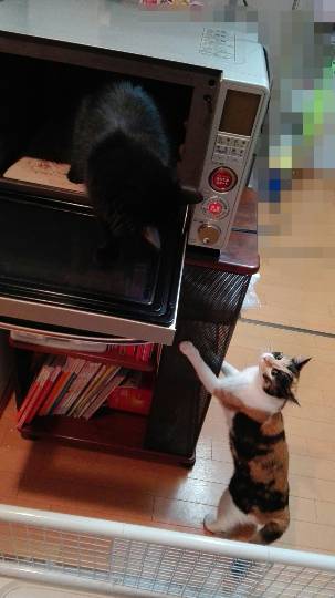 第三だん動物好き集まれ(*^▽^)/★*☆♪