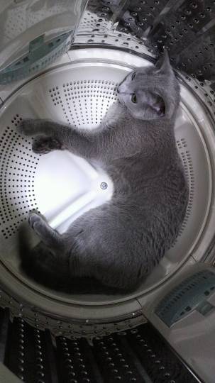 第三だん動物好き集まれ(*^▽^)/★*☆♪