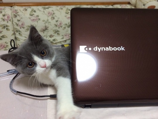 猫好きあつまれ(^○^)犬好きも〓‼