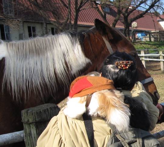 猫好きあつまれ(^○^)犬好きも〓‼