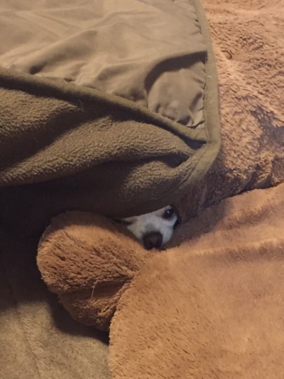 第三だん動物好き集まれ(*^▽^)/★*☆♪