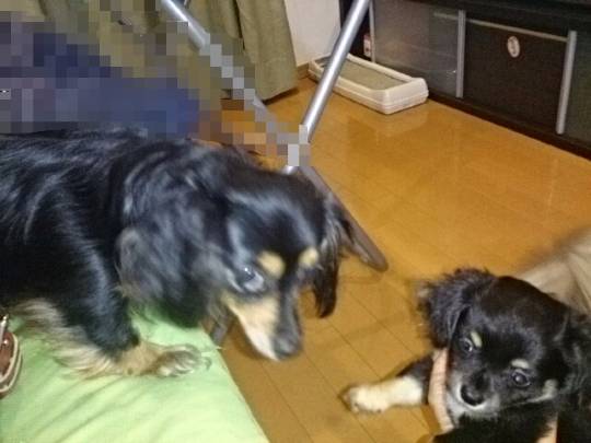 第三だん動物好き集まれ(*^▽^)/★*☆♪