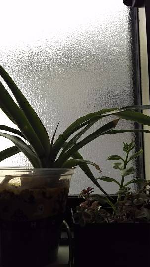 つぶやきコーナー17 いろんな話を楽しくつぶつぶ