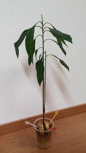 つぶやきコーナー17 いろんな話を楽しくつぶつぶ