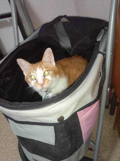 第三だん動物好き集まれ(*^▽^)/★*☆♪