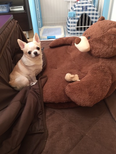 第三だん動物好き集まれ(*^▽^)/★*☆♪