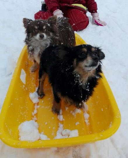第三だん動物好き集まれ(*^▽^)/★*☆♪