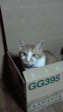 第三だん動物好き集まれ(*^▽^)/★*☆♪