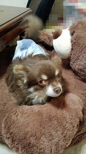 第三だん動物好き集まれ(*^▽^)/★*☆♪