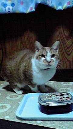 第三だん動物好き集まれ(*^▽^)/★*☆♪