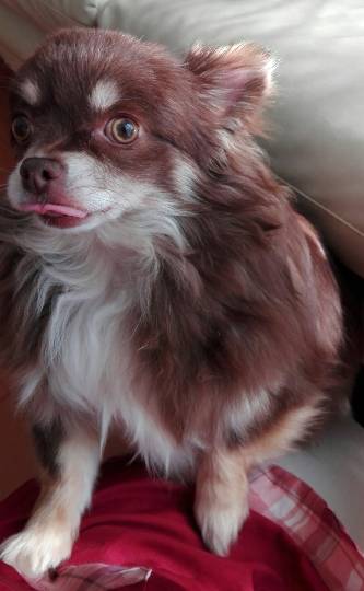 猫好きあつまれ(^○^)犬好きも〓‼