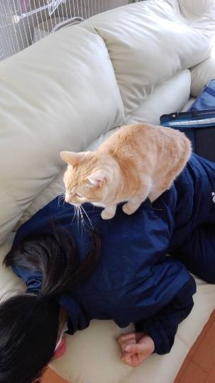 第三だん動物好き集まれ(*^▽^)/★*☆♪