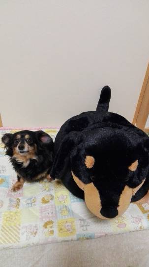 第三だん動物好き集まれ(*^▽^)/★*☆♪