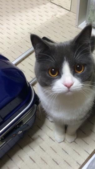 第三だん動物好き集まれ(*^▽^)/★*☆♪