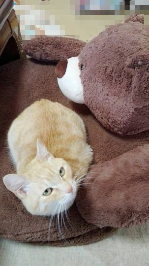 第三だん動物好き集まれ(*^▽^)/★*☆♪