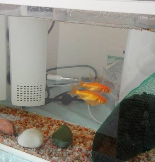 第三だん動物好き集まれ(*^▽^)/★*☆♪