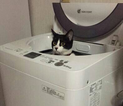 第三だん動物好き集まれ(*^▽^)/★*☆♪