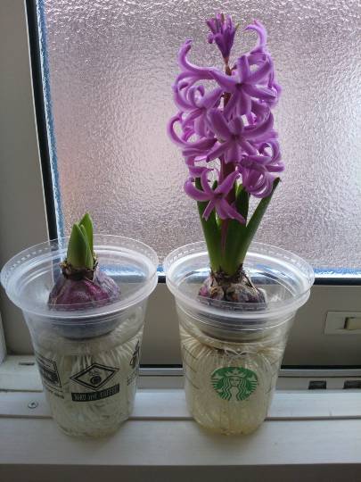 つぶやきコーナー17 いろんな話を楽しくつぶつぶ