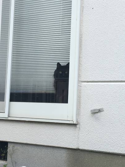 第三だん動物好き集まれ(*^▽^)/★*☆♪