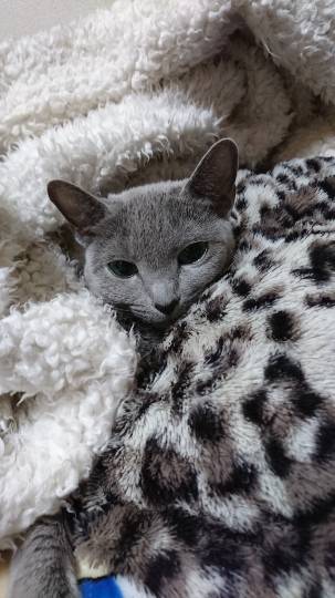 猫好きあつまれ(^○^)犬好きも〓‼