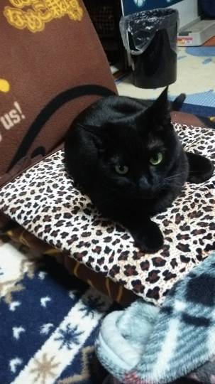 第三だん動物好き集まれ(*^▽^)/★*☆♪