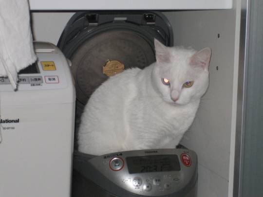 第三だん動物好き集まれ(*^▽^)/★*☆♪