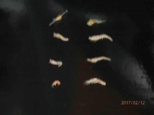 南関東イドバタ会議話し足りない人はこちら。レリゴー南関東地元ネタ歓迎ありのままで喋りましょう