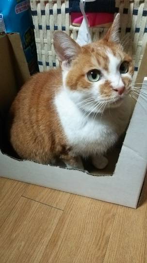 ❆九州エリアから ファンの集い❆Let it go♡Let it go♡1000まで届け.｡:*ﾟ❅*ﾟ･.｡.:*❅..✲*ﾟ