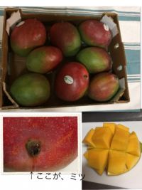 マンゴー(ペルー産)