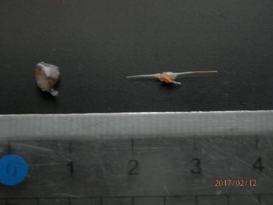 南関東イドバタ会議話し足りない人はこちら。レリゴー南関東地元ネタ歓迎ありのままで喋りましょう