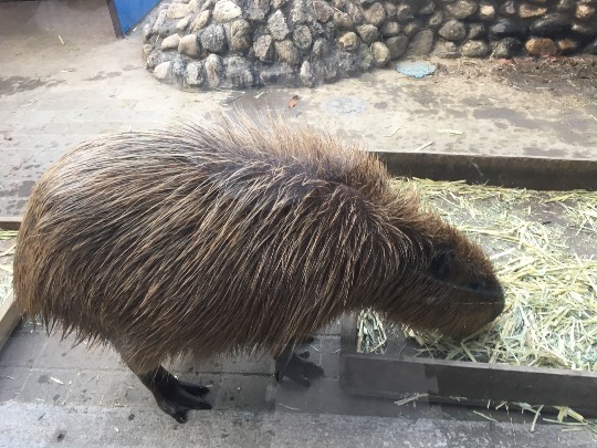 ❆九州エリアから ファンの集い❆Let it go♡Let it go♡1000まで届け.｡:*ﾟ❅*ﾟ･.｡.:*❅..✲*ﾟ