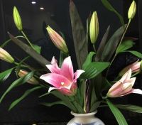 コスコでオススメの花束！今回は濃いめピンクのユリです。蕾もチャンと咲きますよ(^^)