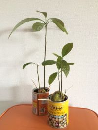 アボカドの種で観葉植物