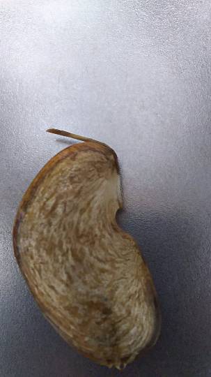 南関東イドバタ会議話し足りない人はこちら。レリゴー南関東地元ネタ歓迎ありのままで喋りましょう