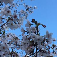 4/7  朝イチ  多摩境  ブリトーあります