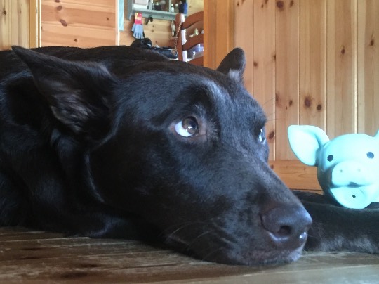 生き物ルーム第7段