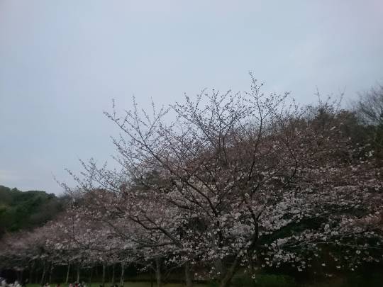 コストコdeエイプリルフール「ご当地物ニュース800」&花見です