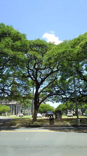 ひとりで【ハワイアンフェア】開催！ハワイに行った事有る方も無い方も一緒にワイワイしませんか♪