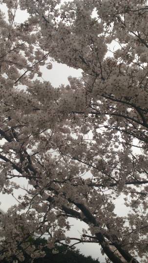 コストコdeエイプリルフール「ご当地物ニュース800」&花見です
