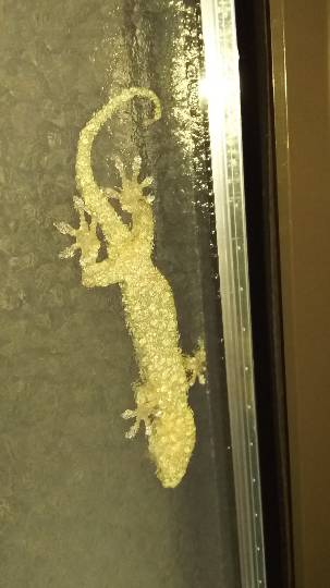 生き物ルーム第7段