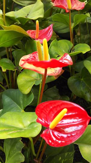 ひとりで【ハワイアンフェア】開催！ハワイに行った事有る方も無い方も一緒にワイワイしませんか♪