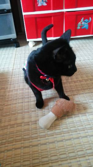 コストコdeエイプリルフール「ご当地物ニュース800」&花見です